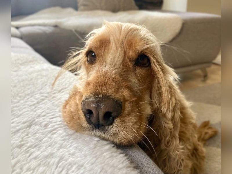 Charlotte - gelehrig und intelligent