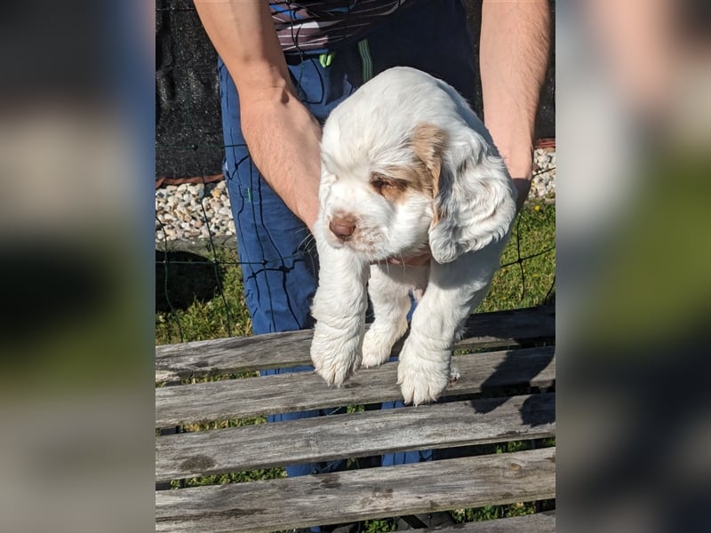 Clumber Spaniel Welpen abzugeben