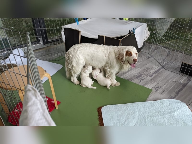 Clumber Spaniel Welpen abzugeben