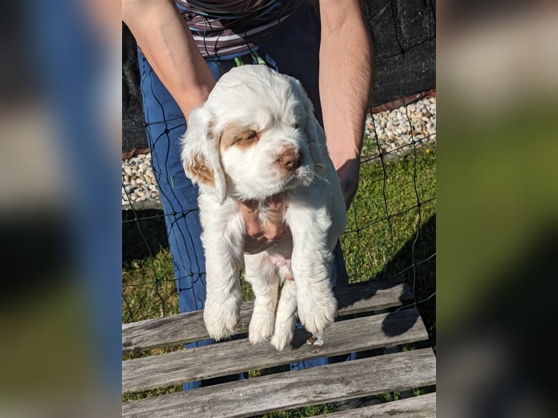 Clumber Spaniel Welpen abzugeben