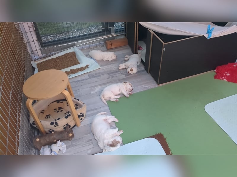 Clumber Spaniel Welpen abzugeben