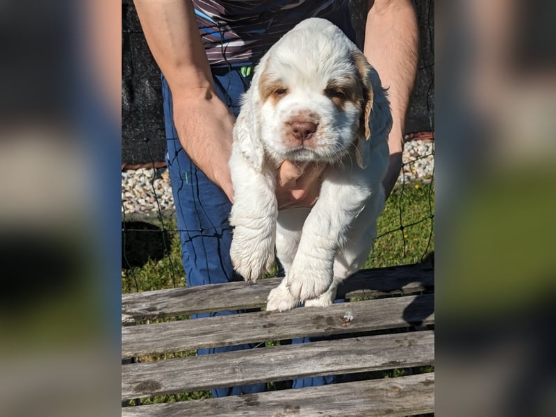 Clumber Spaniel Welpen abzugeben