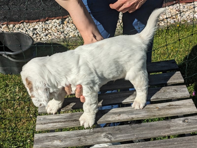 Clumber Spaniel Welpen abzugeben