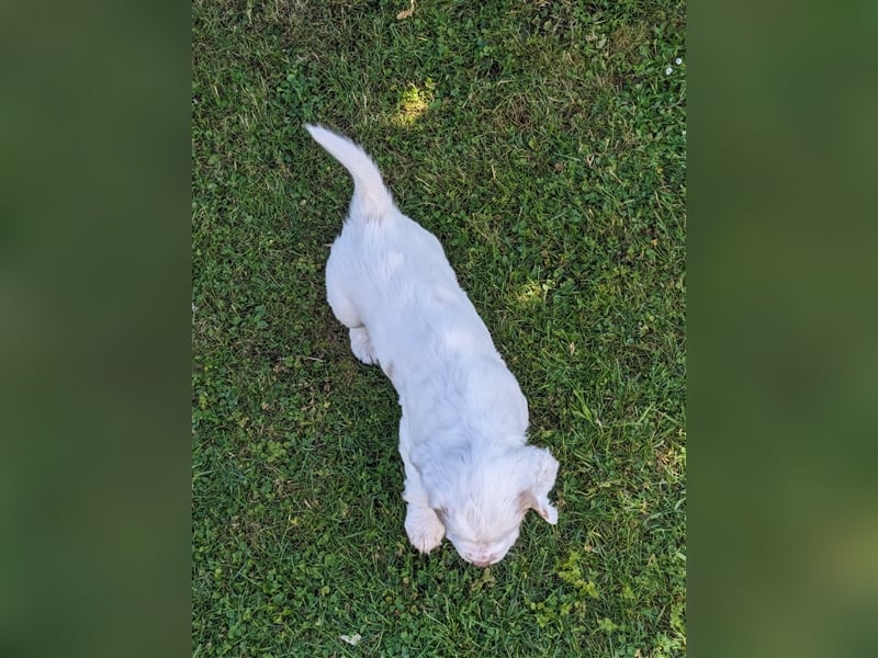 Clumber Spaniel Welpen abzugeben