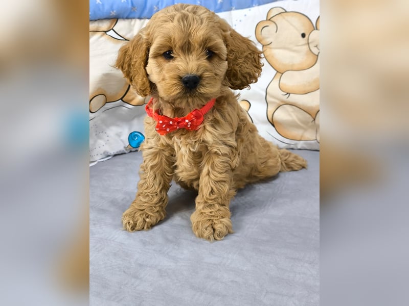 Schöne Cockapoo-Welpen