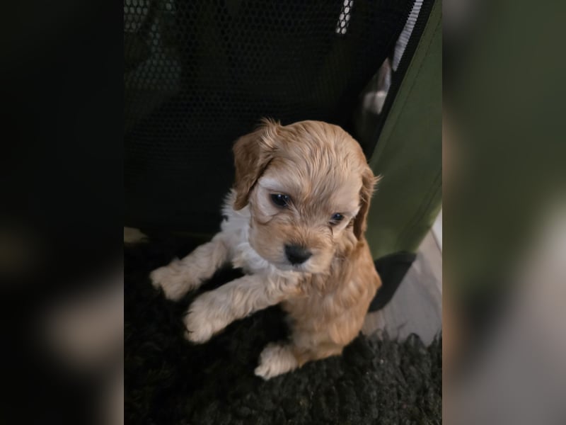 Cockapoo. F1 American Wurfankündigung Juli 2025