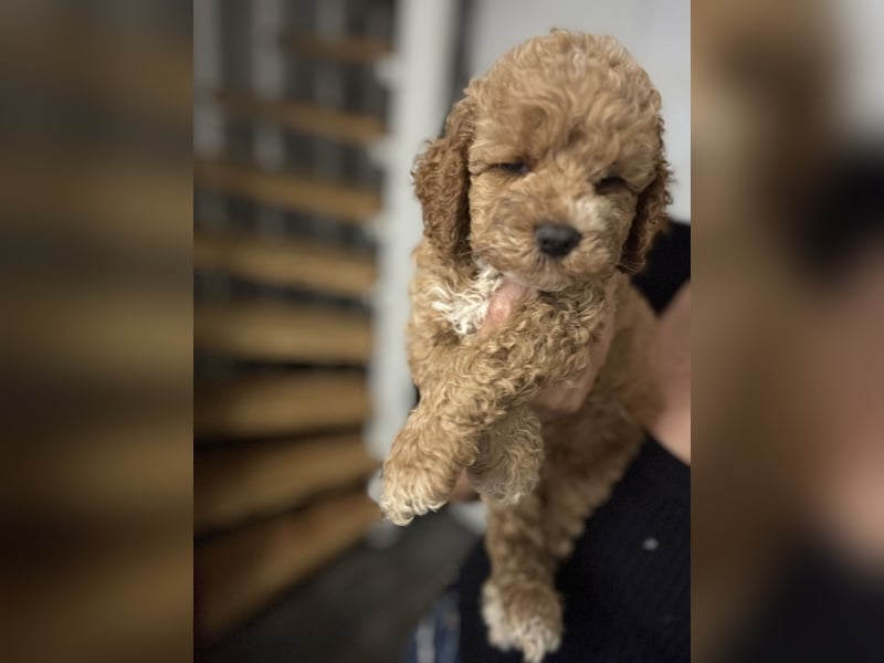 Cockapoo. F1 American Wurfankündigung Juli 2025