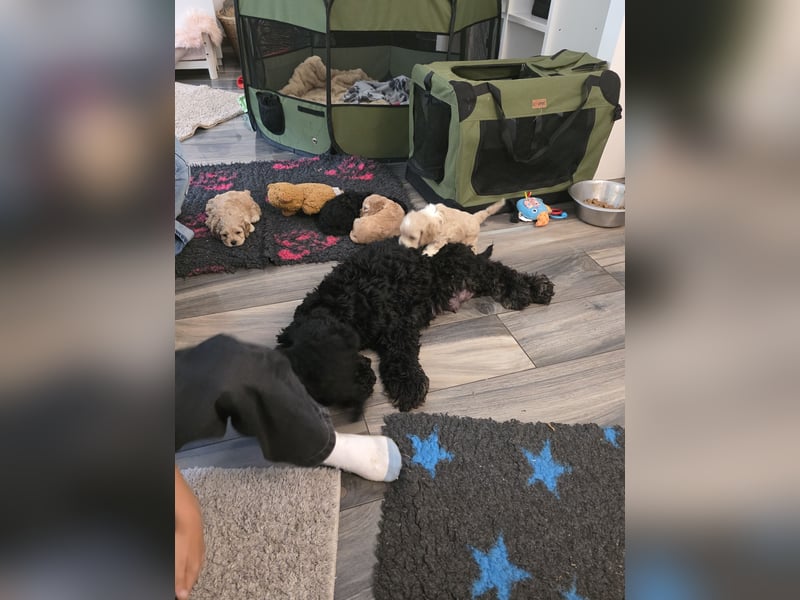Cockapoo. F1 American Wurfankündigung Juli 2025