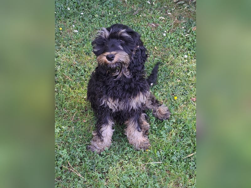 Cockapoo  Welpen