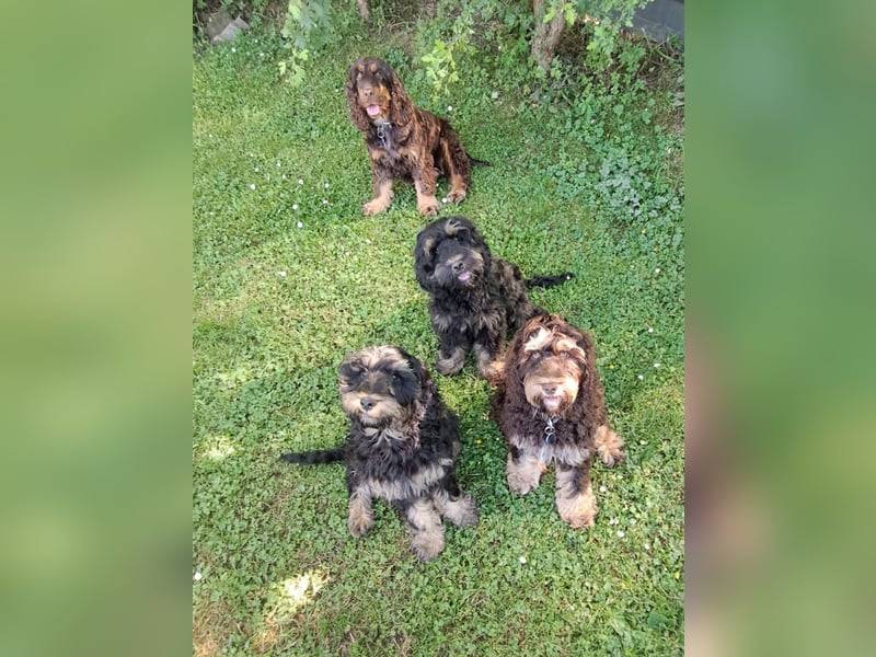 Cockapoo  Welpen