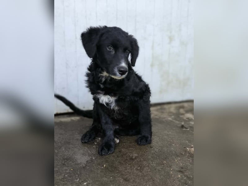 Cockapoo - Mischling