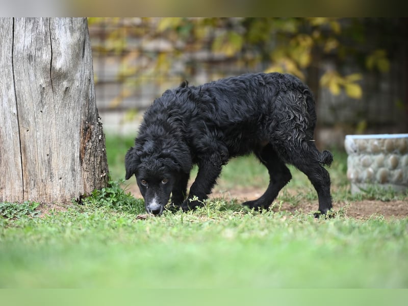 Cockapoo - Mischling