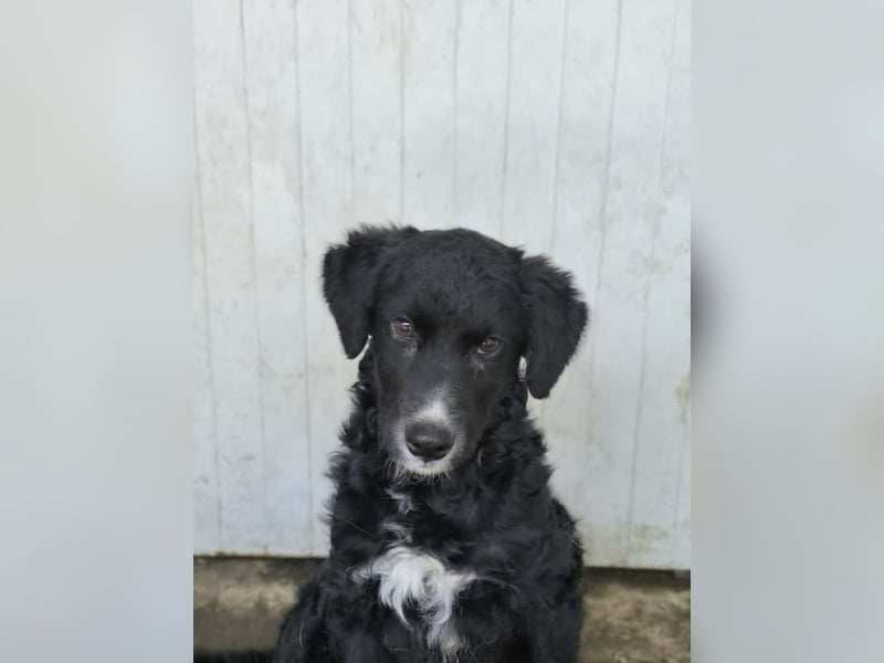 Cockapoo - Mischling