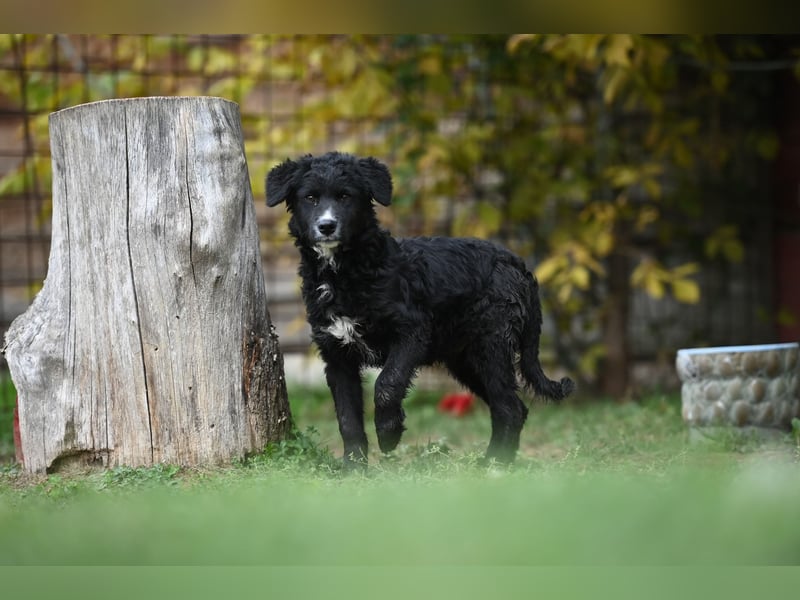 Cockapoo - Mischling