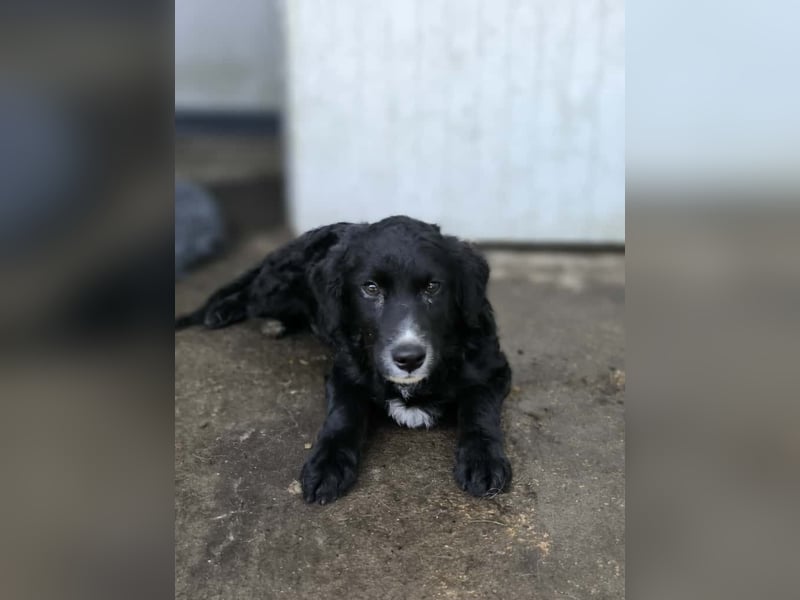 Cockapoo - Mischling