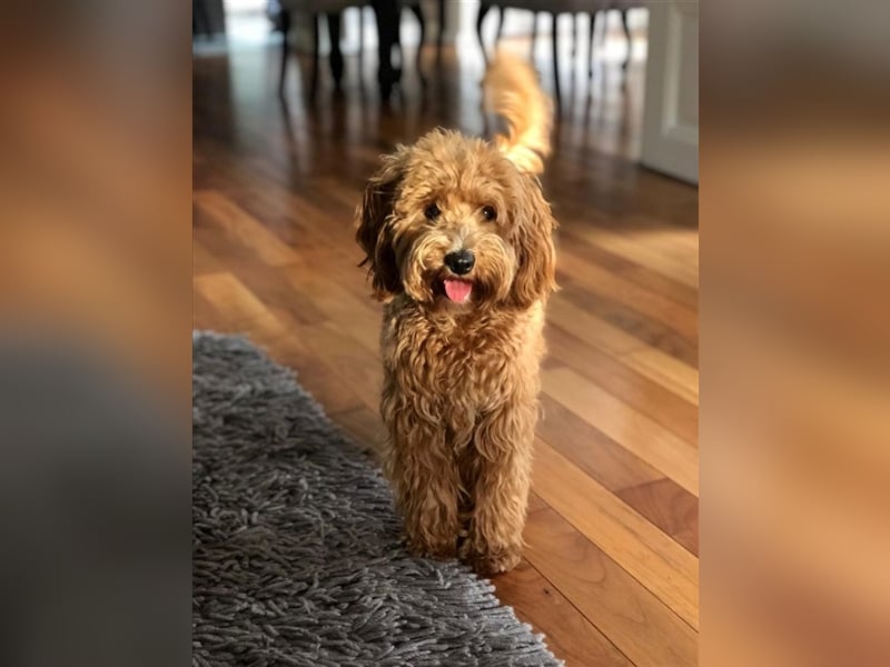 Cockapoo ! Bezaubernde Welpen aus langjähriger, bewährter u. überprüfter Haus/Familienaufzucht.