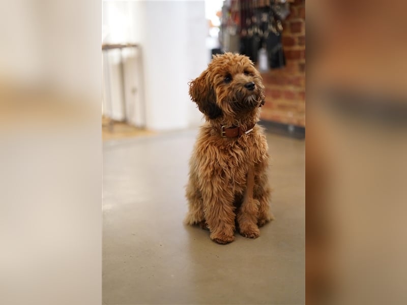 Cockapoo ! Bezaubernde Welpen aus langjähriger, bewährter u. überprüfter Haus/Familienaufzucht.