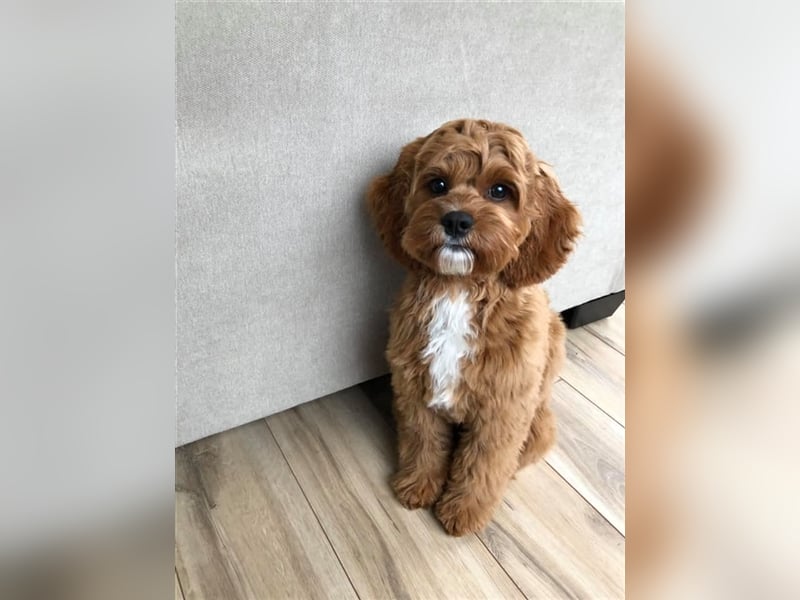 Cockapoo ! Bezaubernde Welpen aus langjähriger, bewährter u. überprüfter Haus/Familienaufzucht.