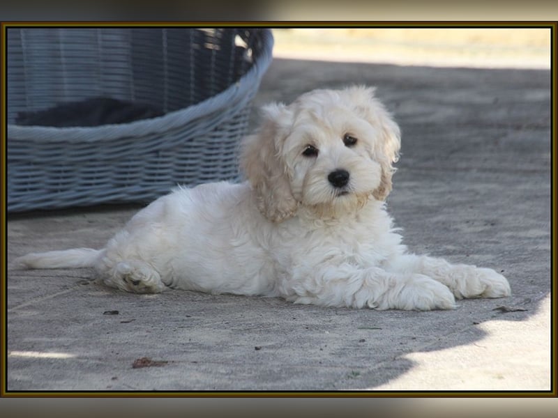 Cockapoo ! Bezaubernde Welpen aus langjähriger, bewährter u. überprüfter Haus/Familienaufzucht.