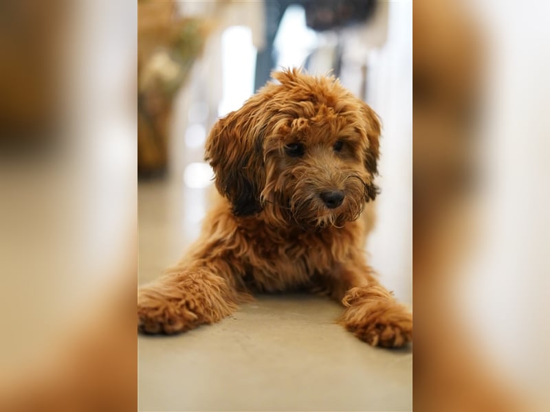 Cockapoo ! Bezaubernde Welpen aus langjähriger, bewährter u. überprüfter Haus/Familienaufzucht.