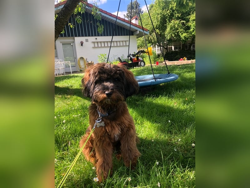 Cockapoo ! Bezaubernde Welpen aus langjähriger, bewährter u. überprüfter Haus/Familienaufzucht.