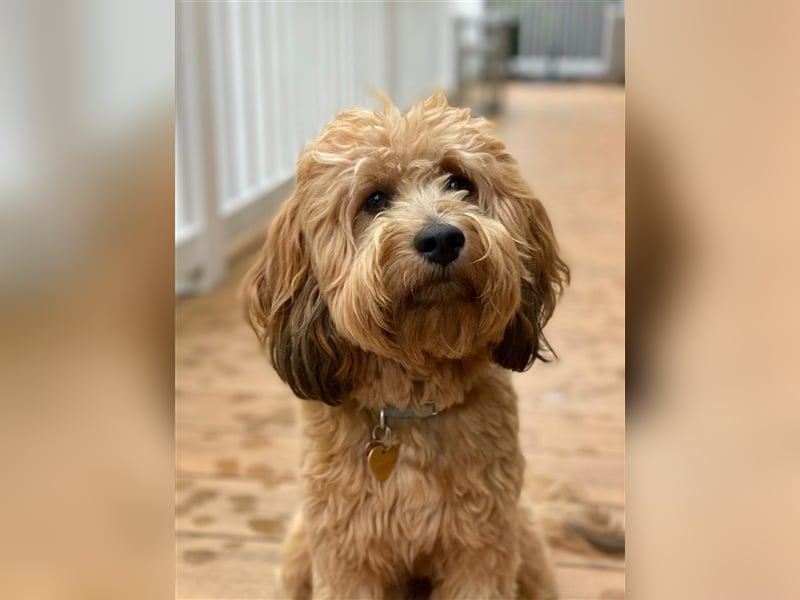 Cockapoo ! Bezaubernde Welpen aus langjähriger, bewährter u. überprüfter Haus/Familienaufzucht.