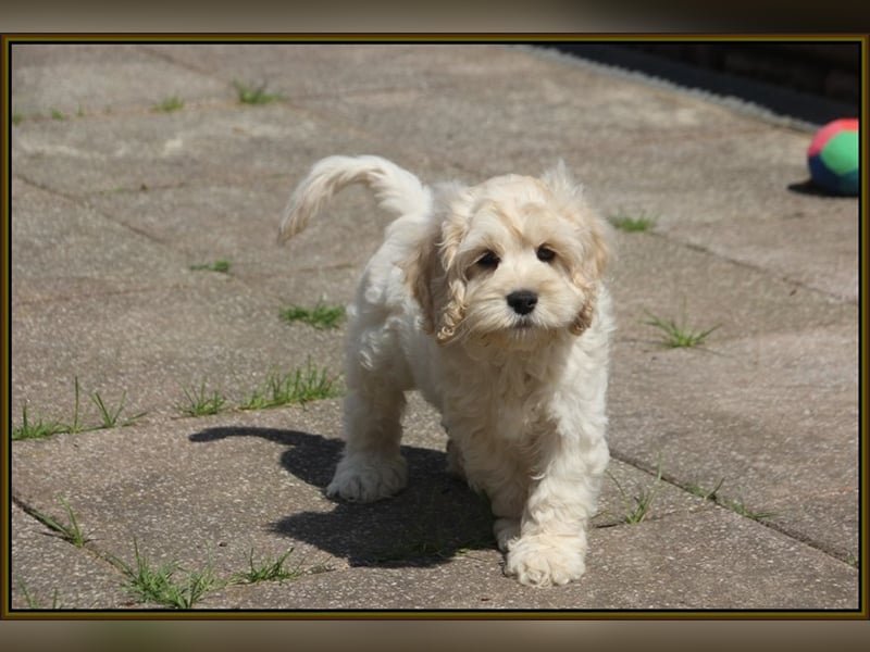 Cockapoo ! Bezaubernde Welpen aus langjähriger, bewährter u. überprüfter Haus/Familienaufzucht.