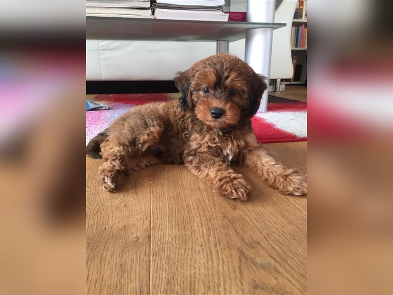 Cockapoo ! Bezaubernde Welpen aus langjähriger, bewährter u. überprüfter Haus/Familienaufzucht.