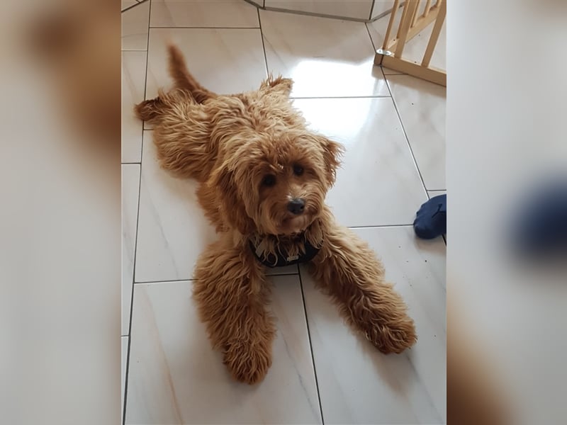 Cockapoo ! Bezaubernde Welpen aus langjähriger, bewährter u. überprüfter Haus/Familienaufzucht.