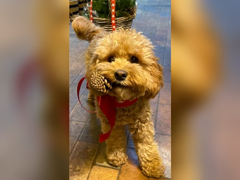 Cockapoo ! Bezaubernde Welpen aus langjähriger, bewährter u. überprüfter Haus/Familienaufzucht.