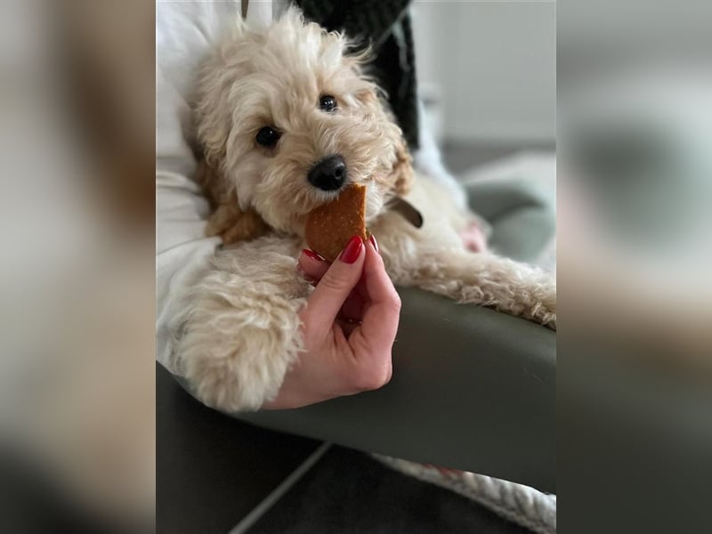 Cockapoo ! Bezaubernde Welpen aus langjähriger, bewährter u. überprüfter Haus/Familienaufzucht.