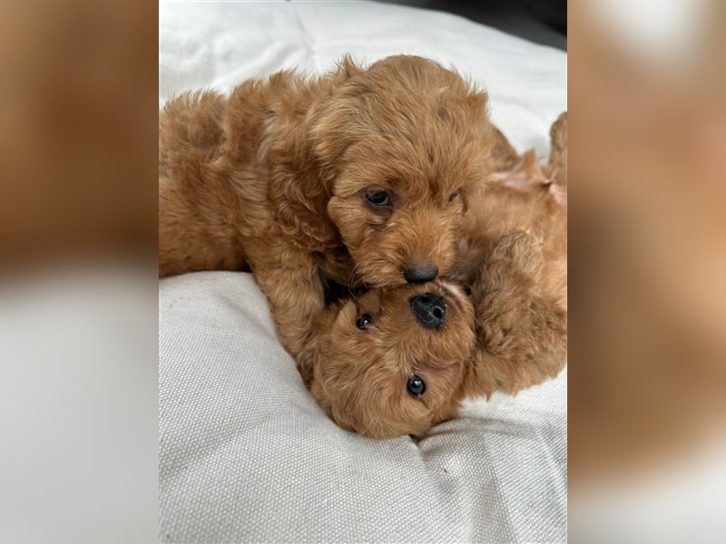 CockaPoo Welpen - Cocker Spaniel u. Pudel