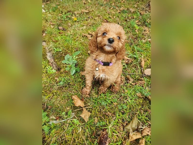 CockaPoo Welpen - Cocker Spaniel u. Pudel