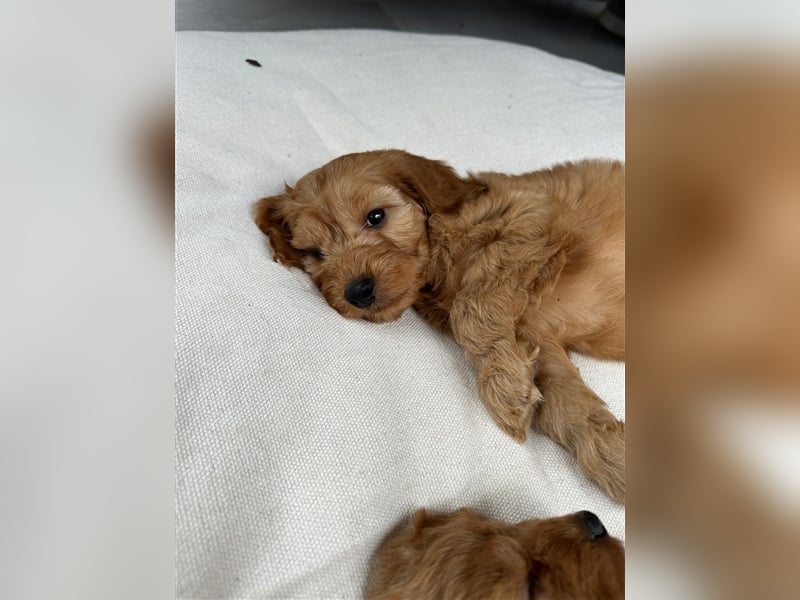 CockaPoo Welpen - Cocker Spaniel u. Pudel