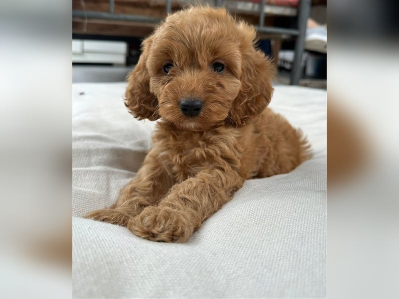 CockaPoo Welpen - Cocker Spaniel u. Pudel