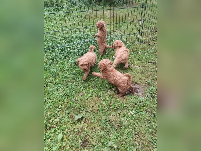 CockaPoo Welpen - Cocker Spaniel u. Pudel