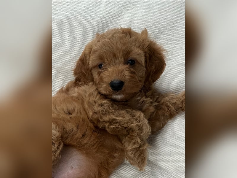 CockaPoo Welpen - Cocker Spaniel u. Pudel