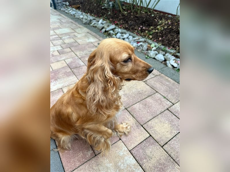 CockaPoo Welpen - Cocker Spaniel u. Pudel