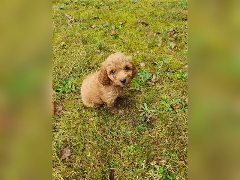 CockaPoo Welpen - Cocker Spaniel u. Pudel