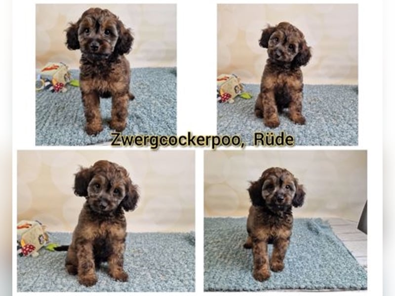 Cockerpoo Welpen aus Profesioneller Zucht suchen ein Zuhause