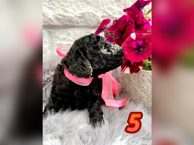 Wunderschöne Cockapoo Welpen