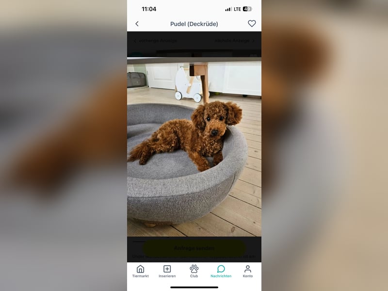 Wunderschöne Cockapoo Welpen