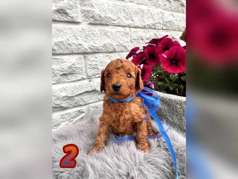 Wunderschöne Cockapoo Welpen