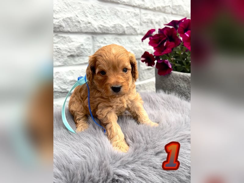 Wunderschöne Cockapoo Welpen