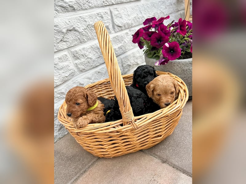 Wunderschöne Cockapoo Welpen