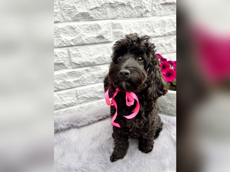 Wunderschöne Cockapoo Welpen