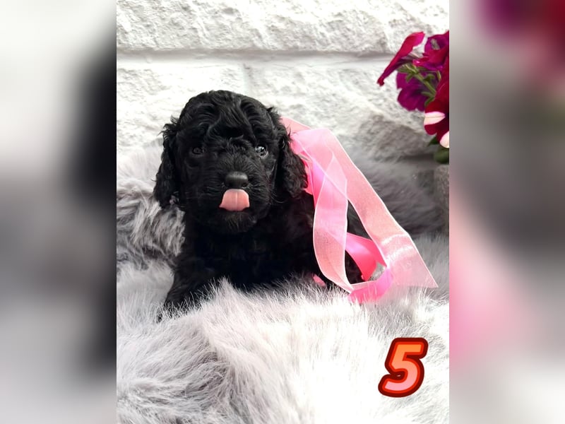 Wunderschöne Cockapoo Welpen