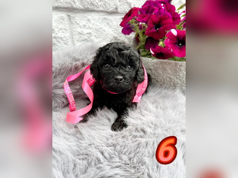 Wunderschöne Cockapoo Welpen