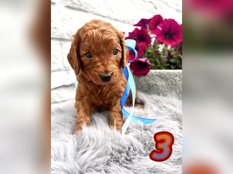 Wunderschöne Cockapoo Welpen