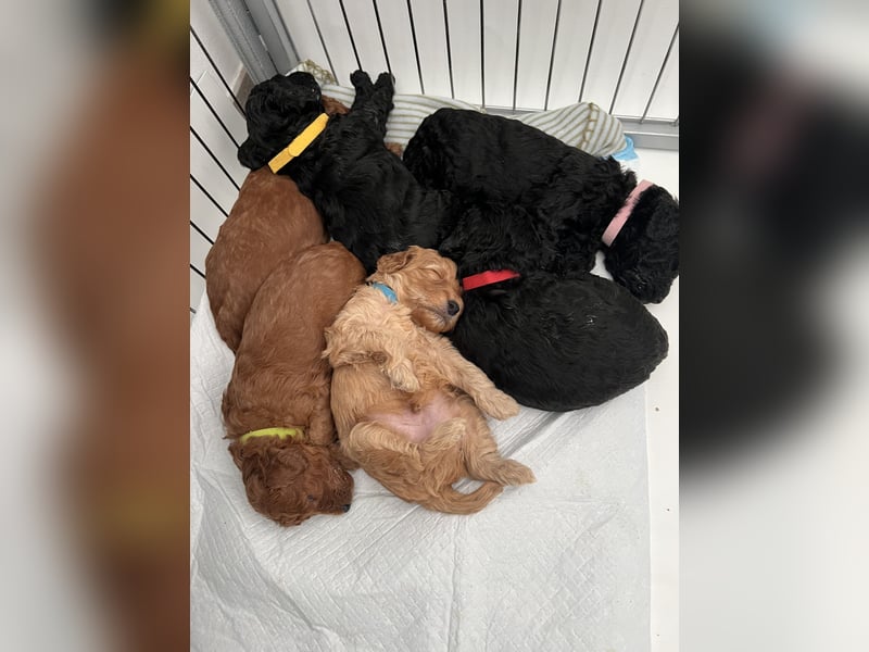 Wunderschöne Cockapoo Welpen
